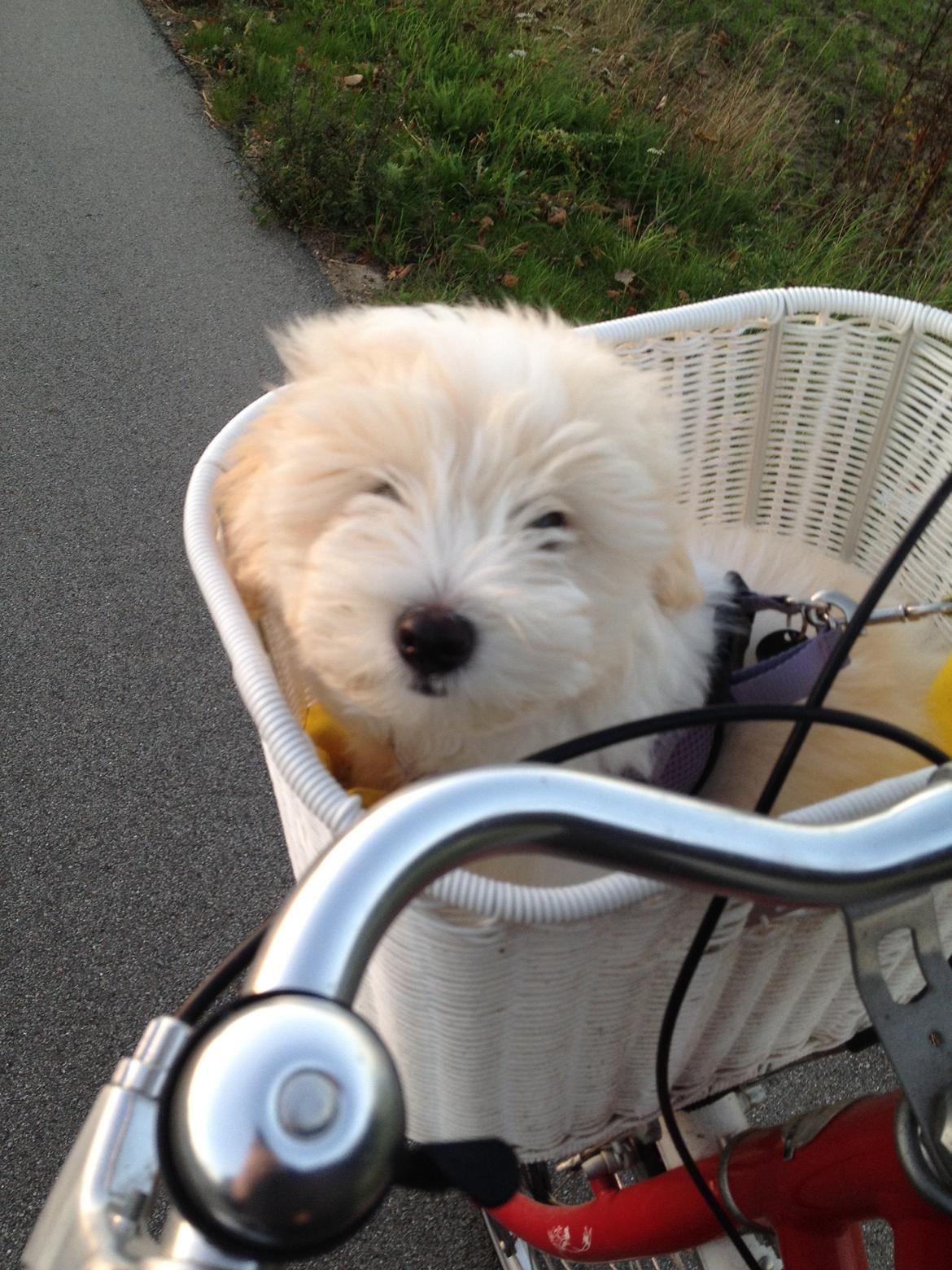 Coton de tulear Pepsi billede 19