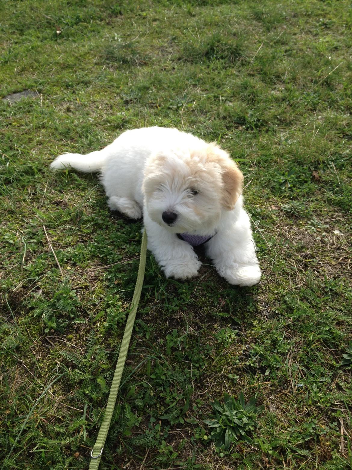Coton de tulear Pepsi billede 20