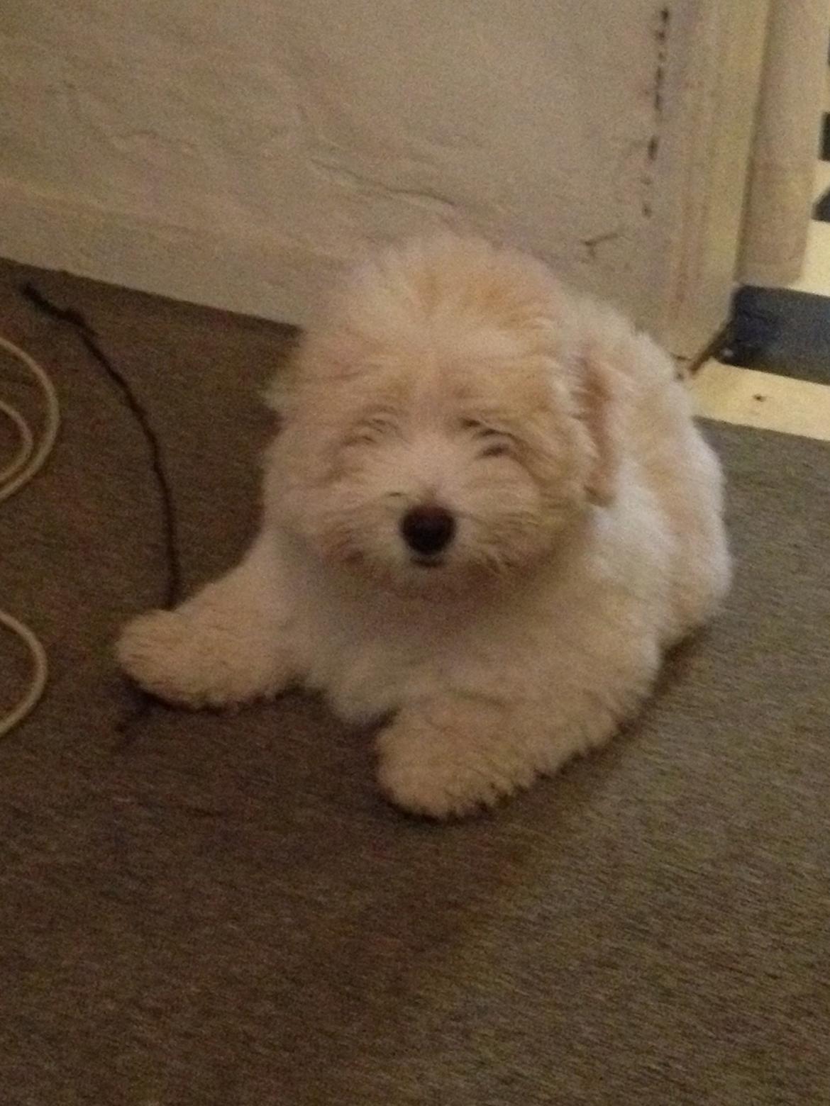 Coton de tulear Pepsi billede 21