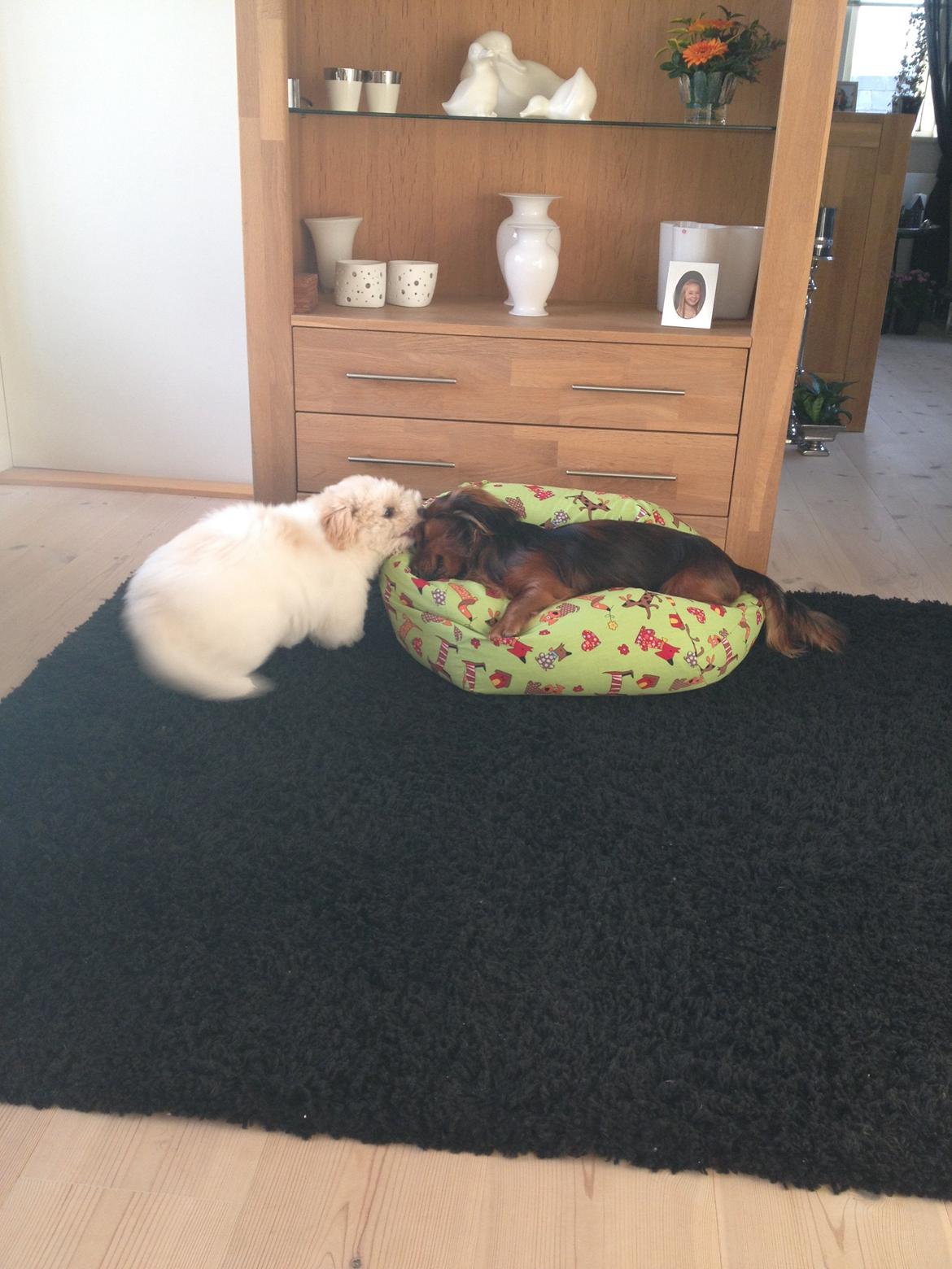 Coton de tulear Pepsi billede 22