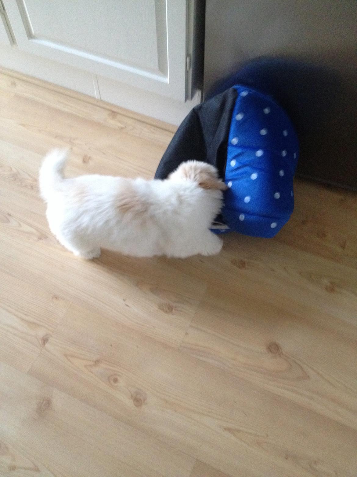 Coton de tulear Pepsi billede 23