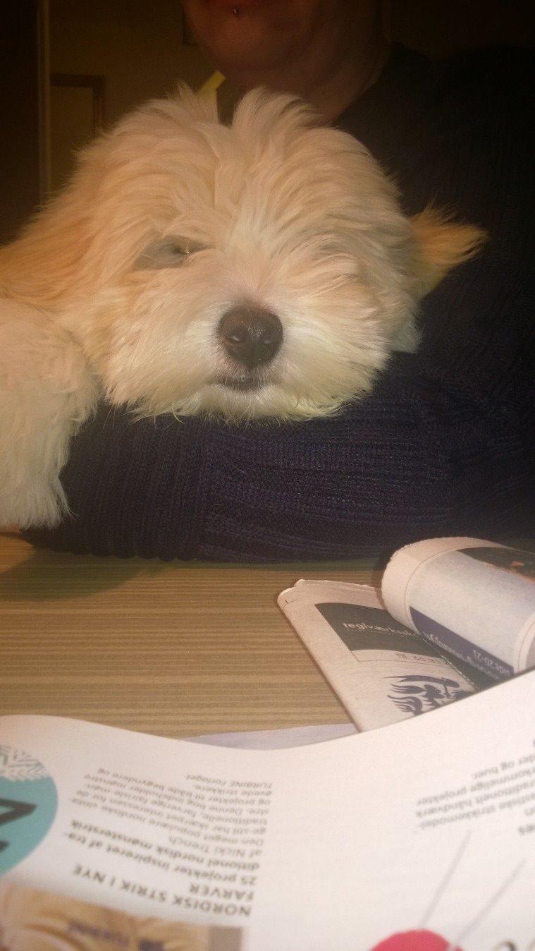 Coton de tulear Pepsi billede 24