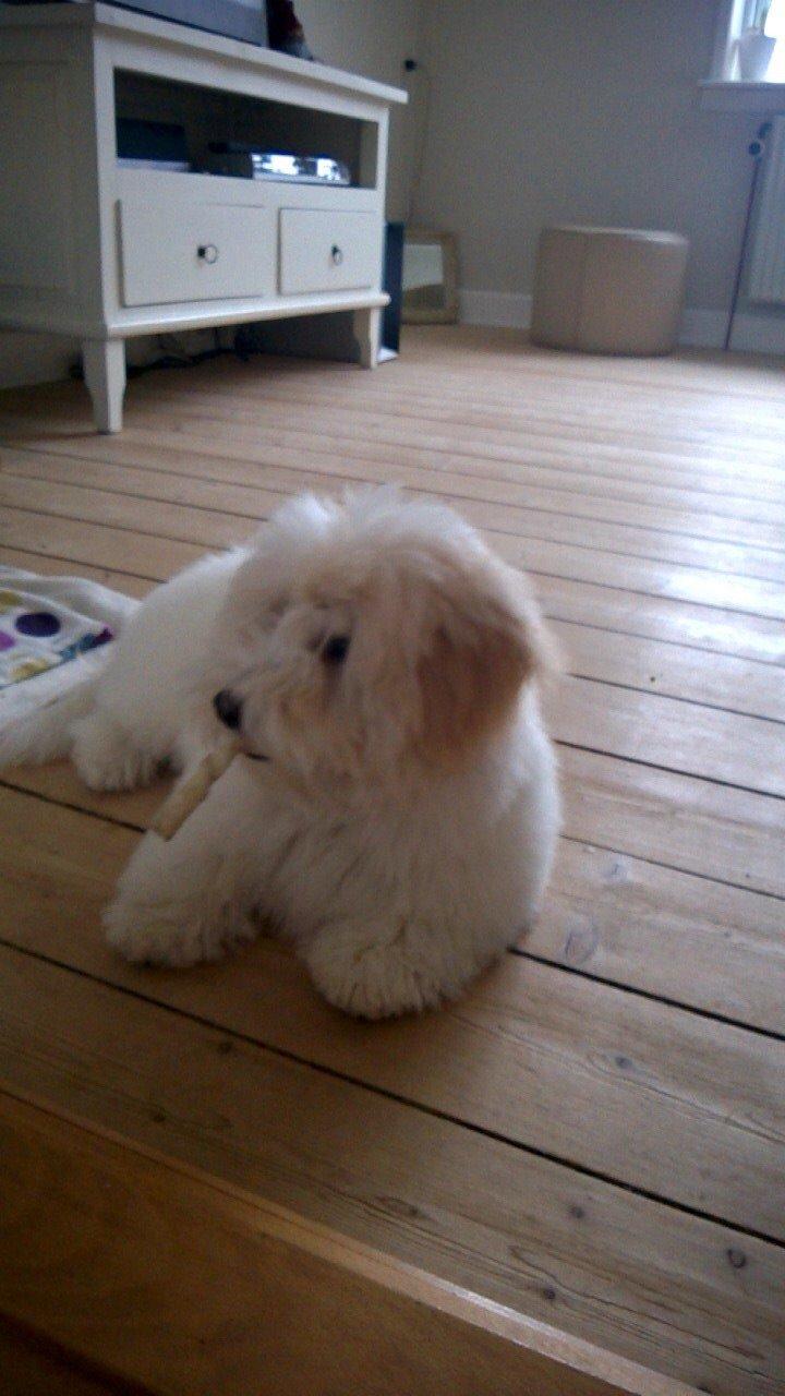 Coton de tulear Pepsi billede 25