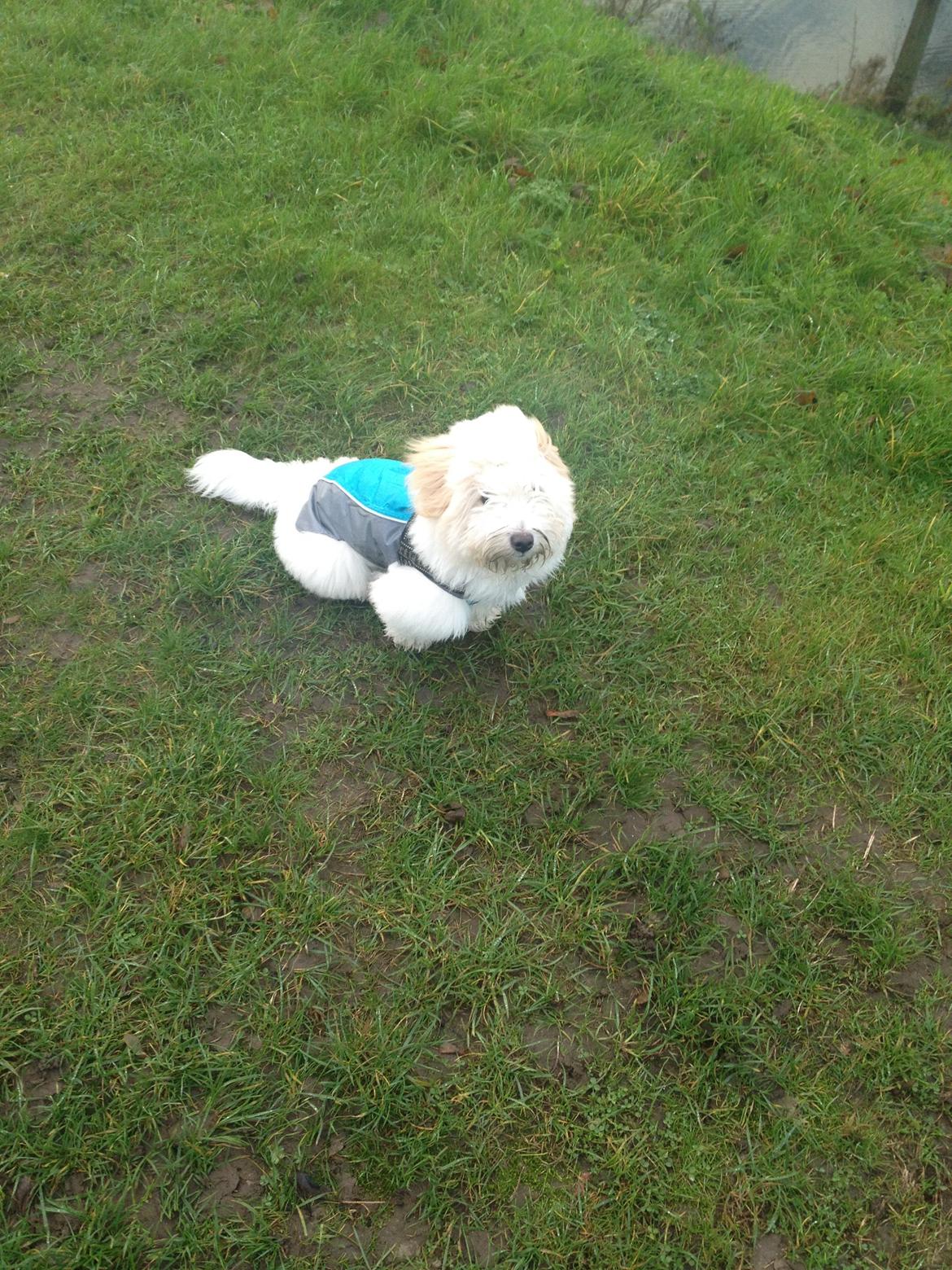 Coton de tulear Pepsi billede 26