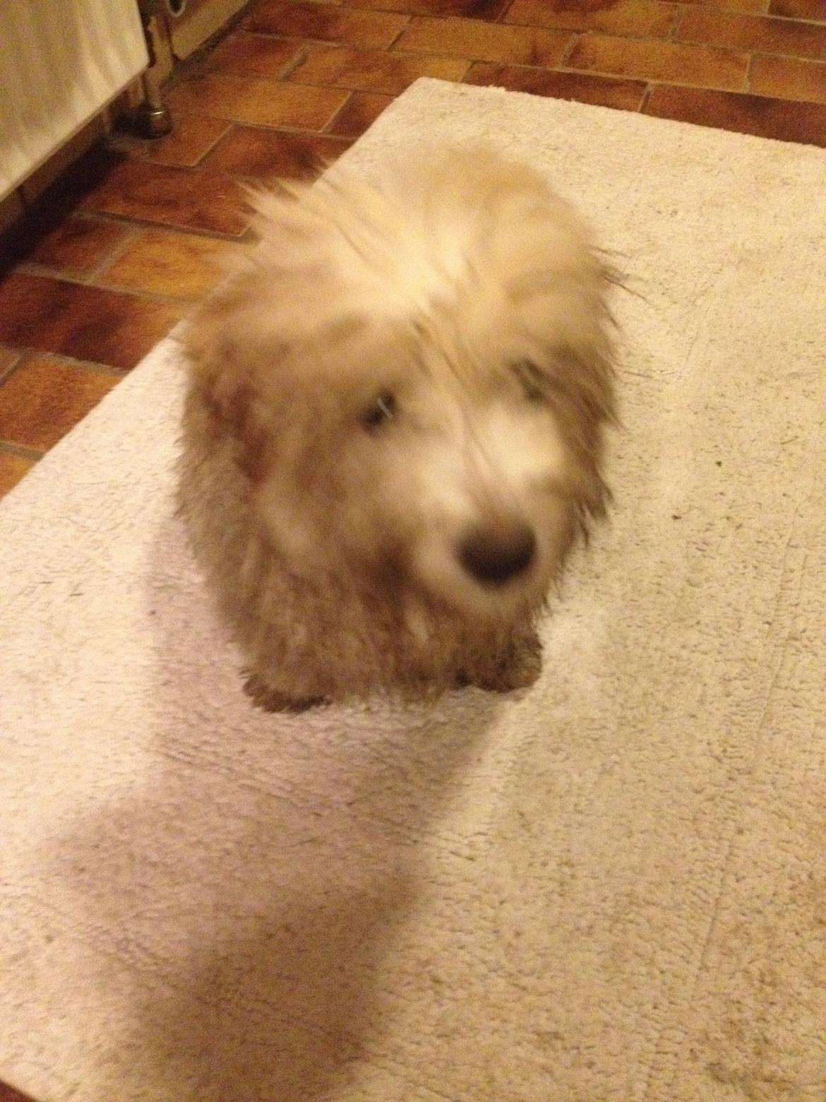 Coton de tulear Pepsi billede 27