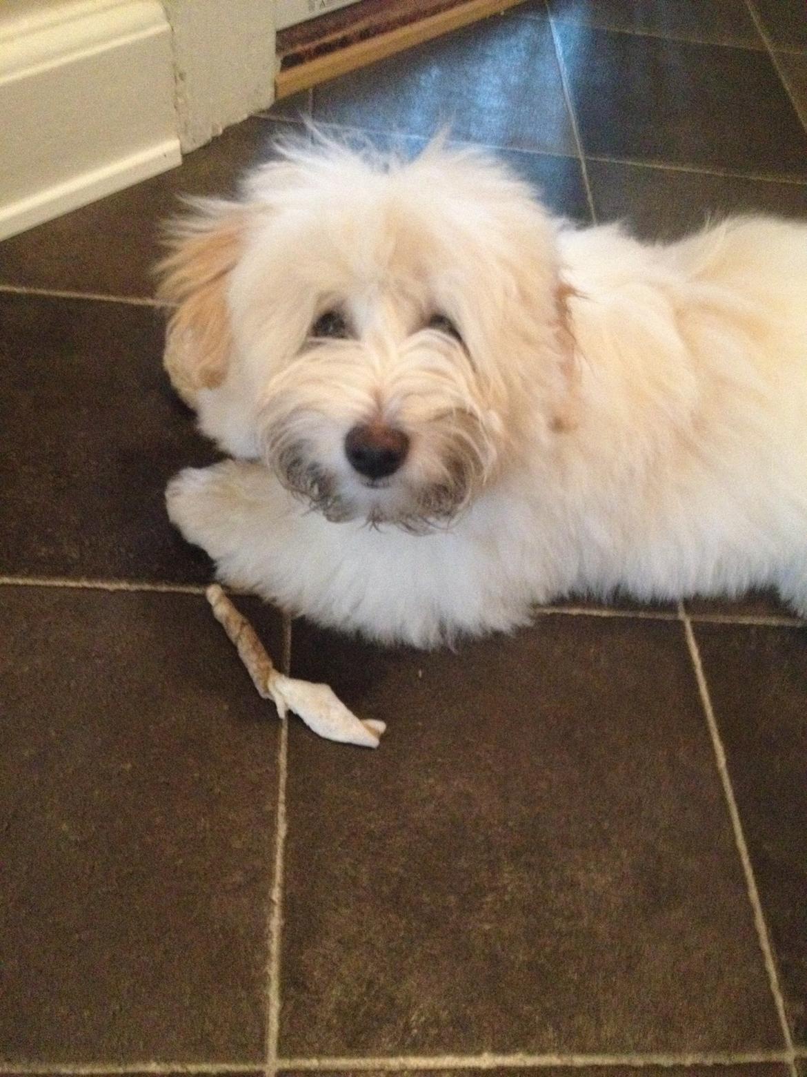 Coton de tulear Pepsi billede 28