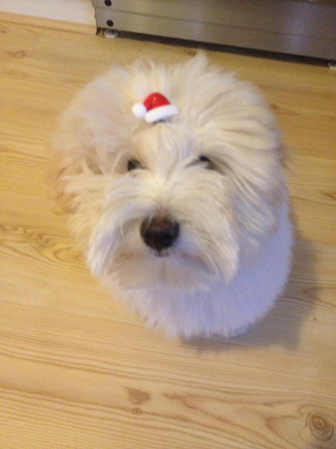 Coton de tulear Pepsi billede 29