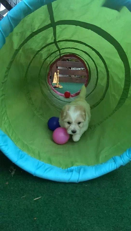 Coton de tulear Pepsi billede 30