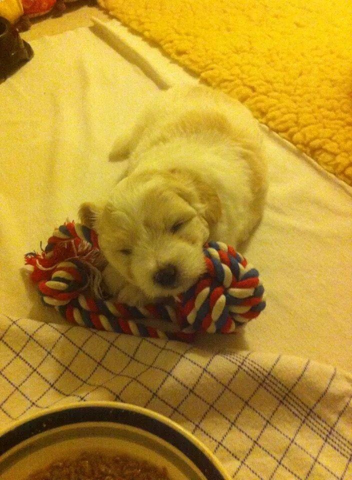 Coton de tulear Pepsi billede 31