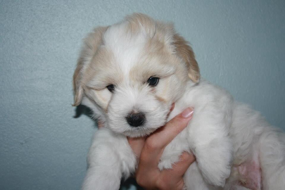 Coton de tulear Pepsi billede 32