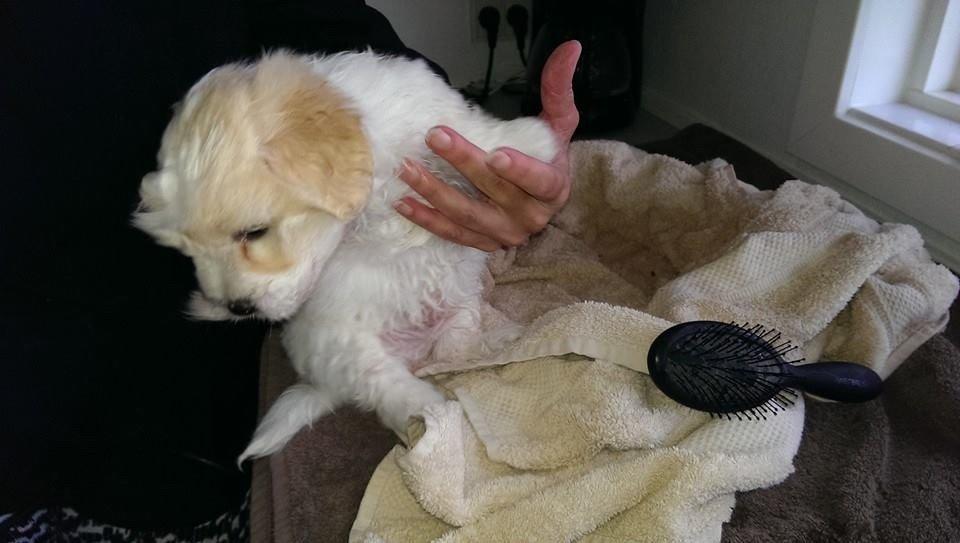 Coton de tulear Pepsi billede 34