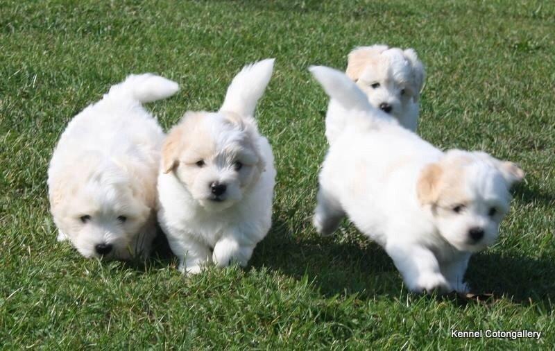 Coton de tulear Pepsi billede 35