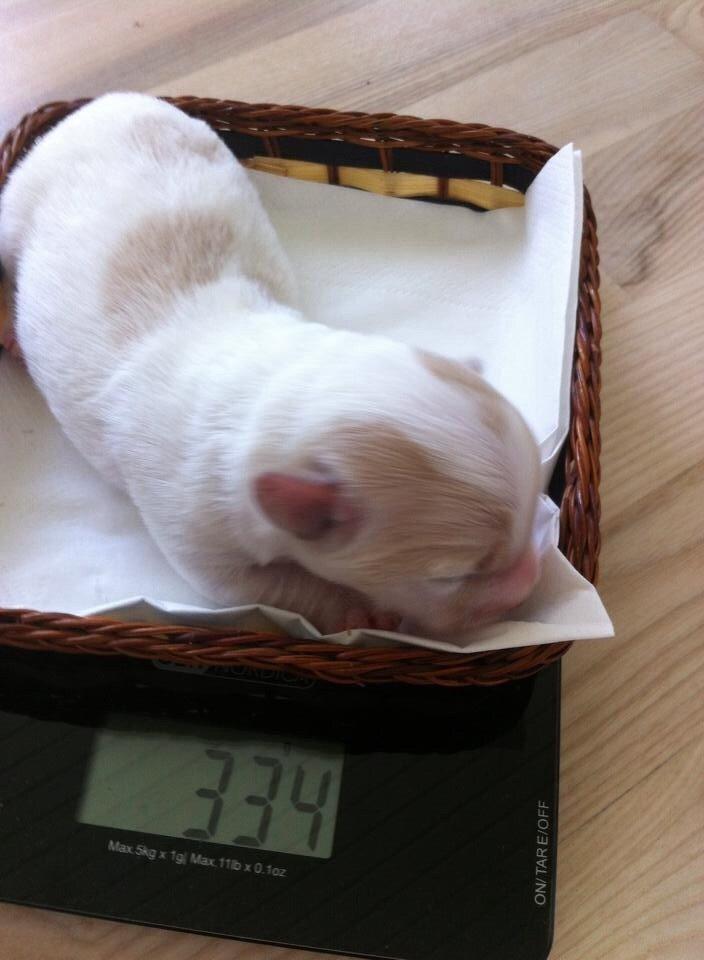 Coton de tulear Pepsi billede 36