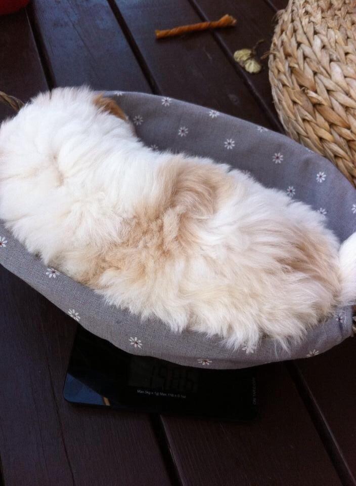 Coton de tulear Pepsi billede 37