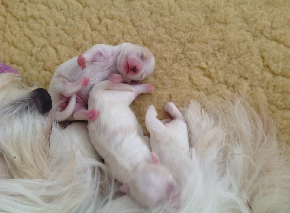 Coton de tulear Pepsi billede 38