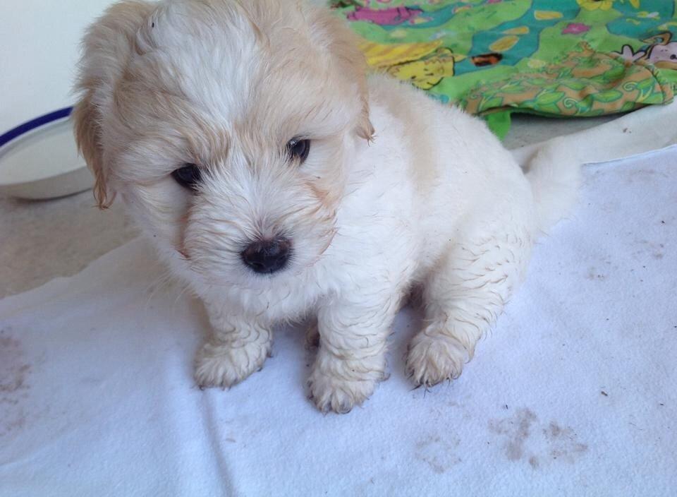 Coton de tulear Pepsi billede 39