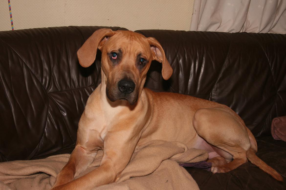 Blanding af racer CHAROS - Charos 11 måneder.. 2014 billede 23