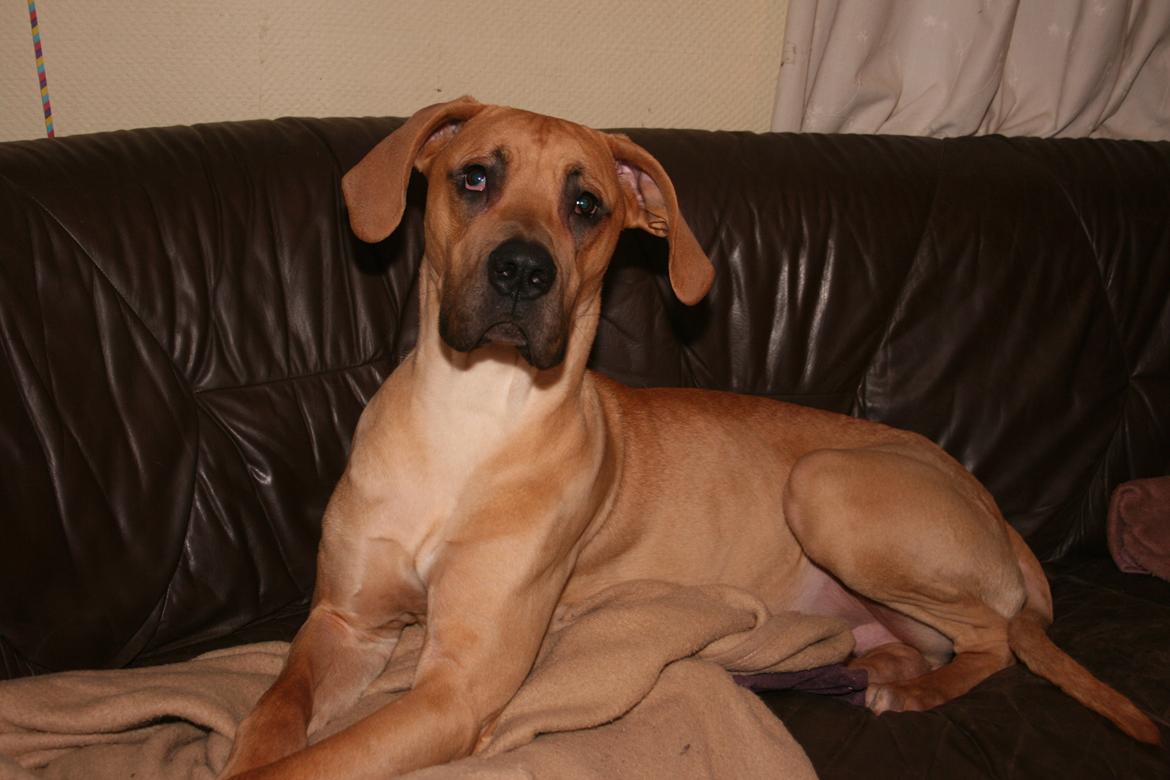 Blanding af racer CHAROS - Charos, Nytårsaften 2014. billede 24