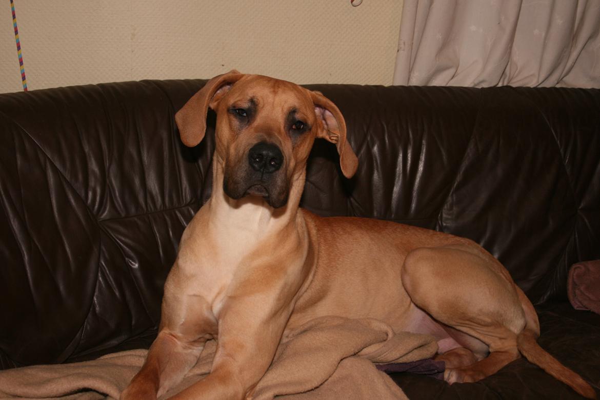 Blanding af racer CHAROS - Mors dreng. billede 25