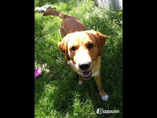 Blanding af racer Kenzo (Uffe/Luffe) billede 1