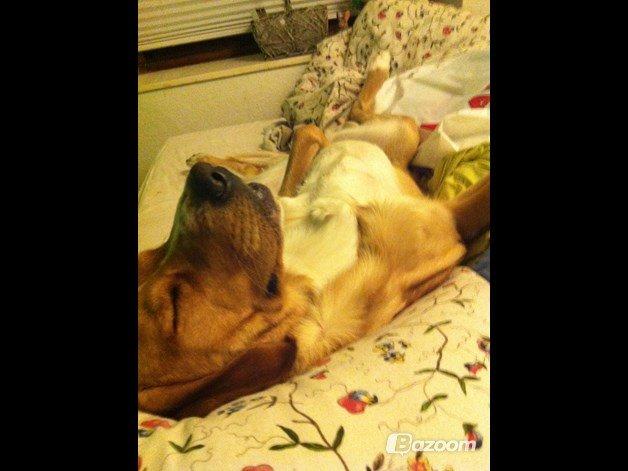 Blanding af racer Kenzo (Uffe/Luffe) - Hanhund? -Det tror jeg da nok o.o' billede 2