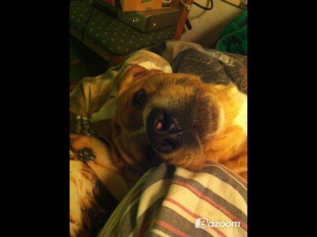 Blanding af racer Kenzo (Uffe/Luffe) - Sagde du noget om kage?! billede 3