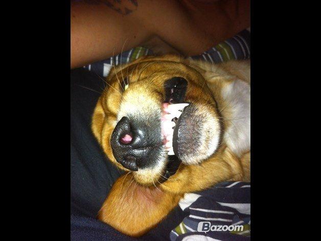 Blanding af racer Kenzo (Uffe/Luffe) - Nej, han viser ikke tænder - han sover bare!;3 billede 5