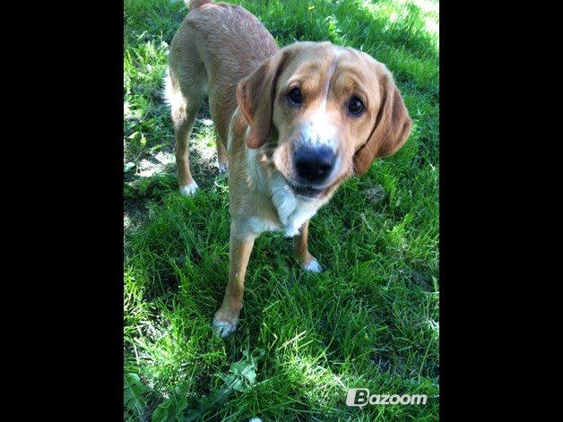 Blanding af racer Kenzo (Uffe/Luffe) - Godt med en gulerod! billede 6