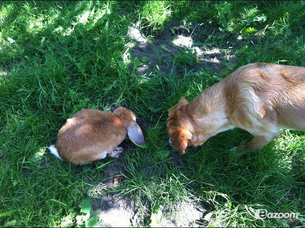 Blanding af racer Kenzo (Uffe/Luffe) - Bøffen og Bumsen.. -Uffe med sin elskede kaninven, Balto, som desværre lige er død.:( billede 7