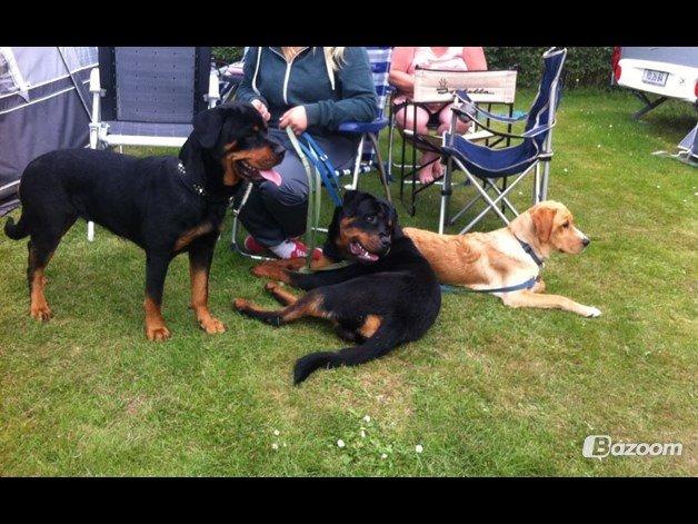 Blanding af racer Kenzo (Uffe/Luffe) - Uffe's første ferie, sammen med rotterne, Candy og Paco.;) billede 4