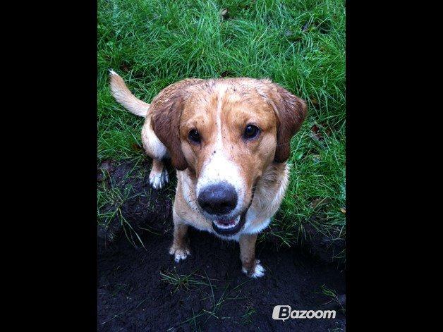 Blanding af racer Kenzo (Uffe/Luffe) billede 8