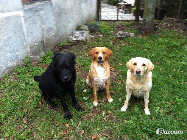 Blanding af racer Kenzo (Uffe/Luffe) - Mickey, Kenzo og veninden Carla. billede 9