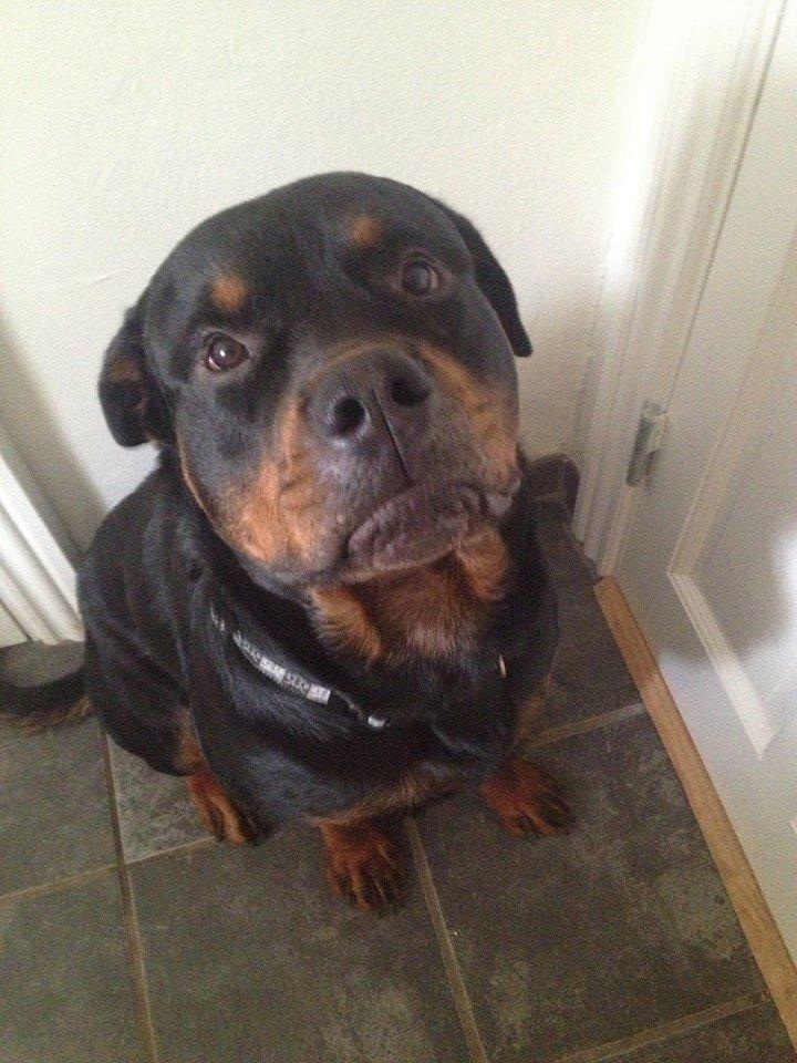 Blanding af racer Kenzo (Uffe/Luffe) - Kenzo's bedste ven, Paco, som vi desværre mistede til kræft sidste år. billede 11