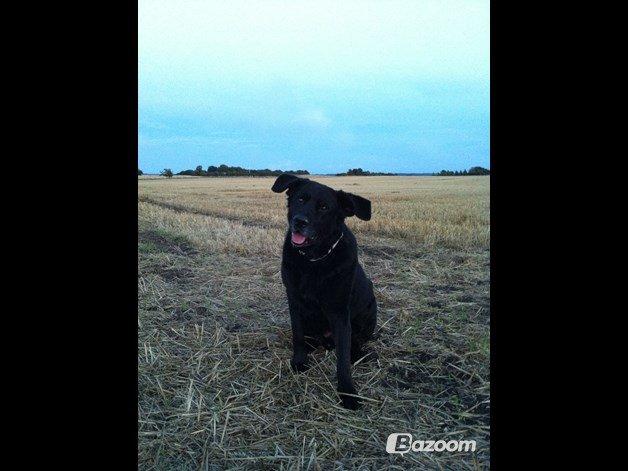 Blanding af racer Kenzo (Uffe/Luffe) - Kenzo's ''storebror'' Mickey.;) billede 10