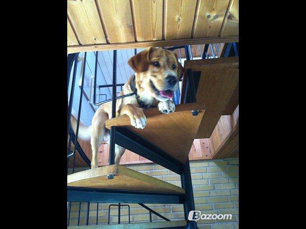 Blanding af racer Kenzo (Uffe/Luffe) - Dette var første gang Kenzo mødte Blackie. -Det gik fint, på trods af at Kenzo sad deroppe ret længe.;) billede 13