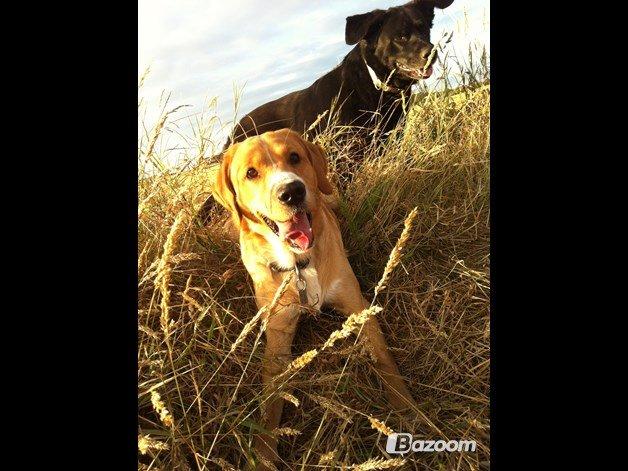 Blanding af racer Kenzo (Uffe/Luffe) billede 14