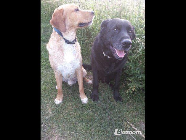 Blanding af racer Kenzo (Uffe/Luffe) billede 15