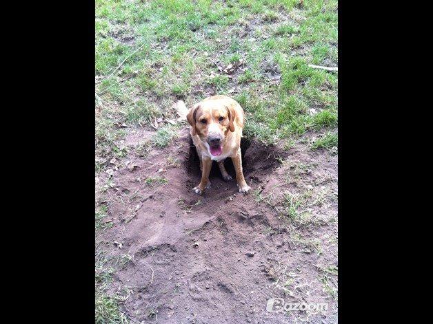 Blanding af racer Kenzo (Uffe/Luffe) - ''Er jeg ikke dygtig?'' billede 16