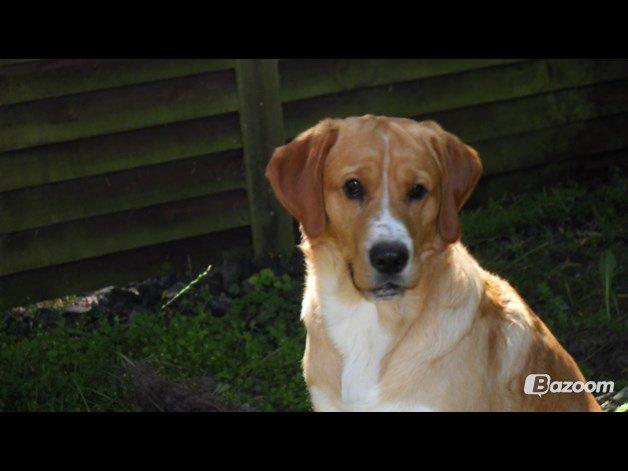 Blanding af racer Kenzo (Uffe/Luffe) billede 18