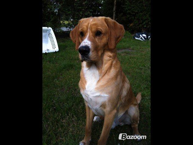 Blanding af racer Kenzo (Uffe/Luffe) billede 17