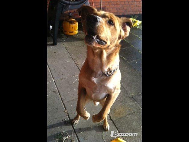 Blanding af racer Kenzo (Uffe/Luffe) billede 19