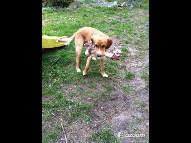 Blanding af racer Kenzo (Uffe/Luffe) - Farlig med sit koben.:'D billede 21