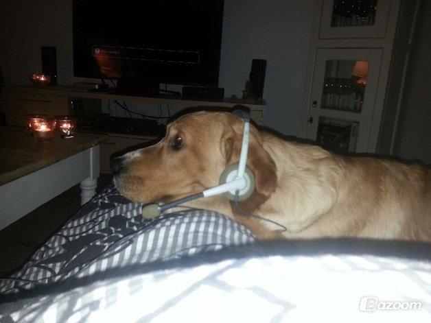 Blanding af racer Kenzo (Uffe/Luffe) - Snakker med kæresten? billede 20