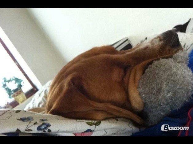 Blanding af racer Kenzo (Uffe/Luffe) - Kenzo med Sylvester. -Min første bamse, som alle mine dyr på underlig vis har fået fat i-.-' billede 22