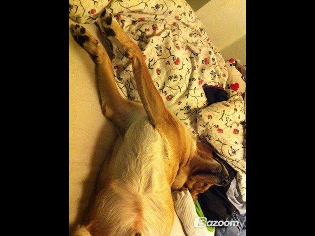 Blanding af racer Kenzo (Uffe/Luffe) billede 24