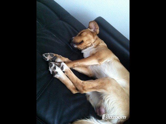 Blanding af racer Kenzo (Uffe/Luffe) billede 23