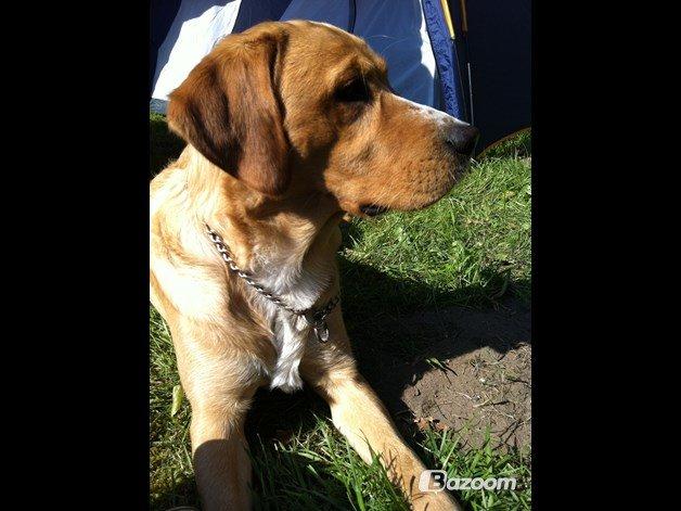 Blanding af racer Kenzo (Uffe/Luffe) billede 25