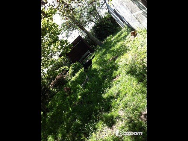 Blanding af racer Kenzo (Uffe/Luffe) - Uffe, Mulle og Balto i haven.;) billede 26