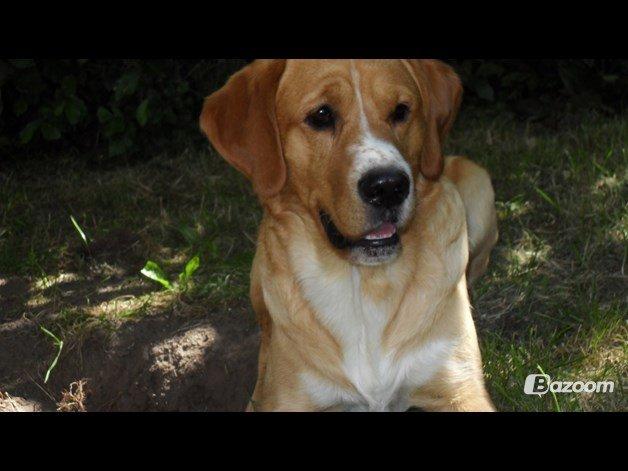 Blanding af racer Kenzo (Uffe/Luffe) billede 28