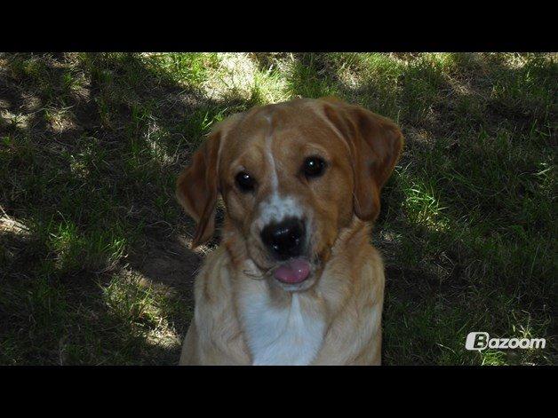 Blanding af racer Kenzo (Uffe/Luffe) - Nej, han bliver bestemt aldrig model! billede 29